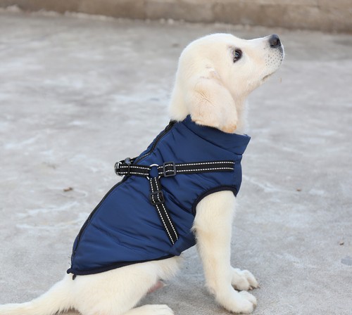 Autumn winter pet - vest,