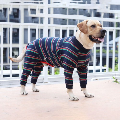 Dog stretchy recovery - stretchy, surgery