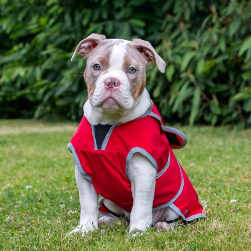 Dog raincoats waterproof - dog, ancol