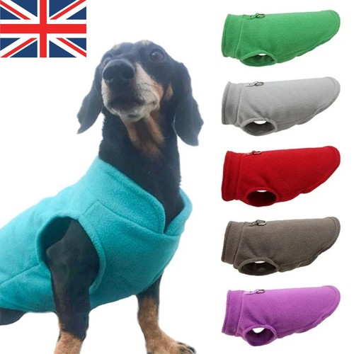 Pet dog warm - pet,