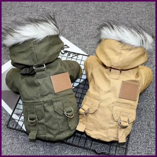 Winter puppy pet dog - winter,