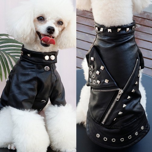 Warm winter dog - winter,