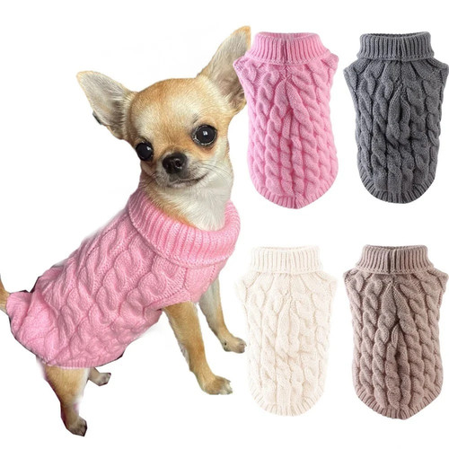 Classic solid chihuahua - classic, puppy