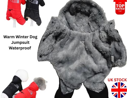 Winter warm dog - winter,