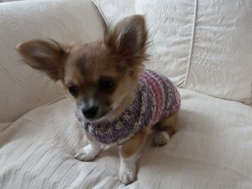 Hand knitted chihuahua tiny - knitted,